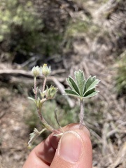 Potentilla rubricaulis