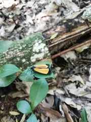 Paratype univitta