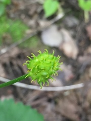 Ranunculus cassubicus