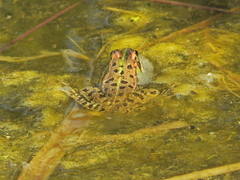 Pelophylax perezi