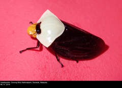 Oxypeltarion masoni
