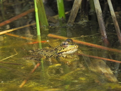 Pelophylax perezi