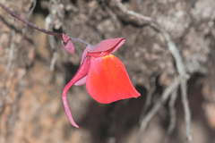 Utricularia quelchii