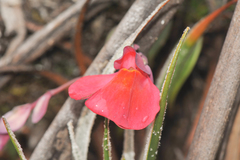 Utricularia quelchii