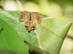 Epicadus trituberculatus