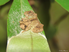 Epicadus trituberculatus