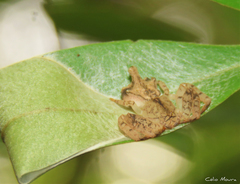 Epicadus trituberculatus