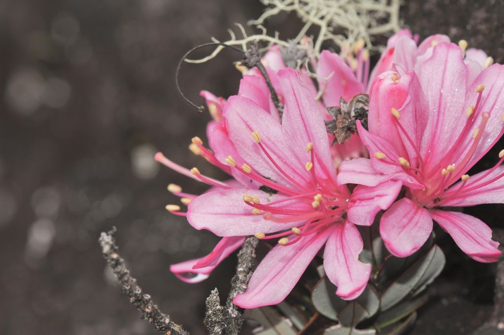 Bejaria imthurnii