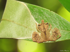 Epicadus trituberculatus