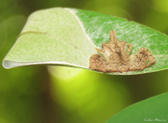 Epicadus trituberculatus