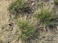 Festuca saximontana