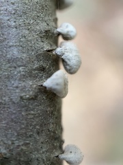 Porodisculus pendulus