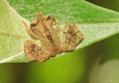 Epicadus trituberculatus