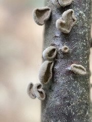 Porodisculus pendulus