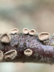 Porodisculus pendulus