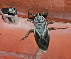 Lethocerus maximus