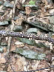 Porodisculus pendulus