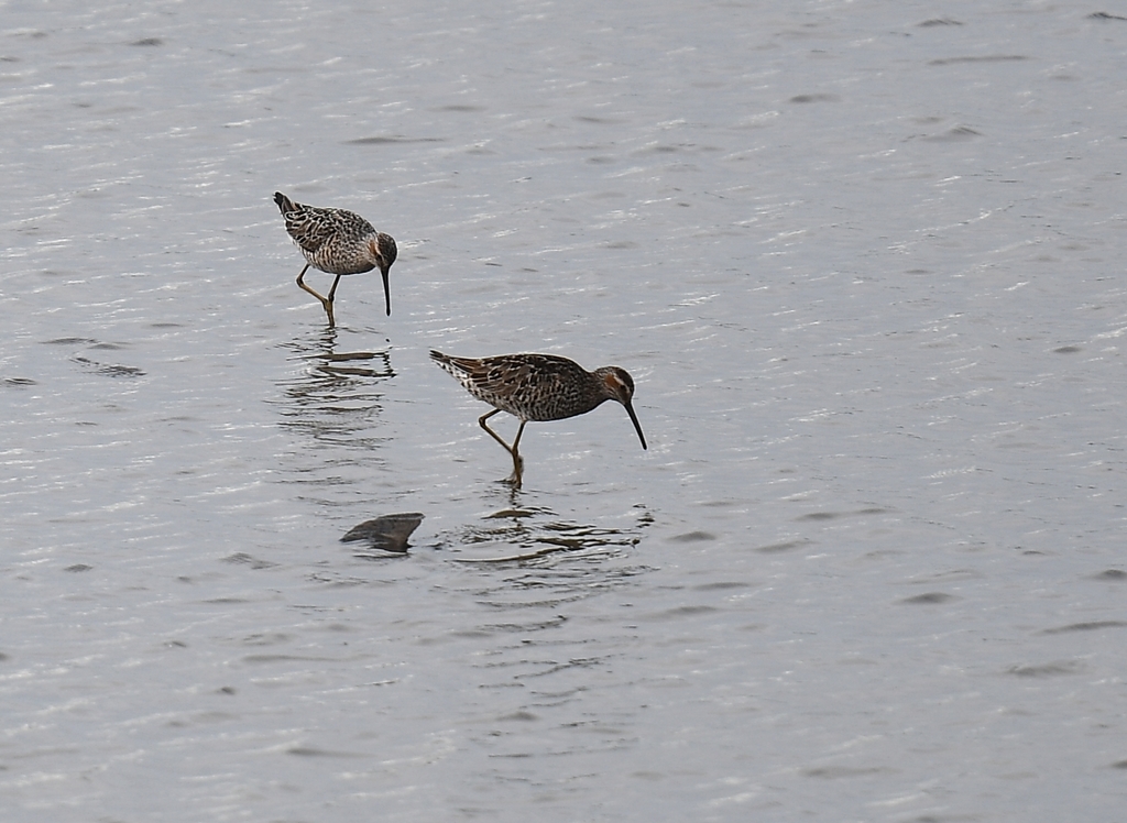 Stilt Sandpiper from Riverlands Migratory Bird Sanctuary, West Alton