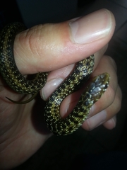 Amplorhinus multimaculatus