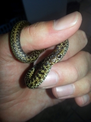 Amplorhinus multimaculatus