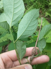 Neolasioptera linderae