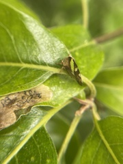 Smilia camelus