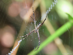 Argiope argentata