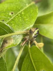 Smilia camelus