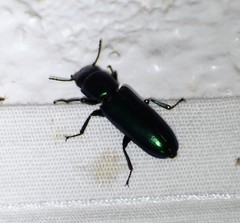 Temnoscheila virescens