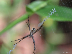 Argiope argentata