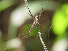 Argiope argentata