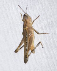 Orphulella pelidna