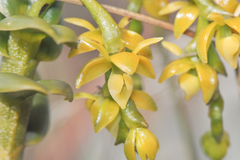 Epidendrum alsum