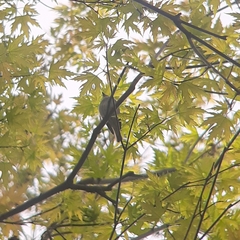 Muscicapa striata