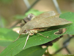 Aleuron chloroptera