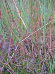 Agrostis vinealis