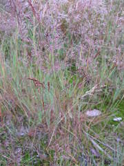 Agrostis vinealis
