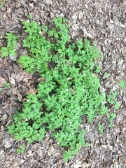 Anemonoides nemorosa