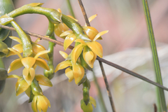 Epidendrum alsum