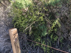 Billardiera heterophylla