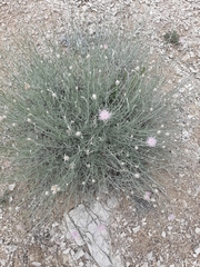 Psephellus czirkejensis