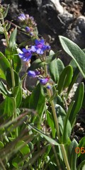 Penstemon humilis