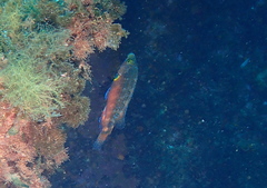 Symphodus mediterraneus