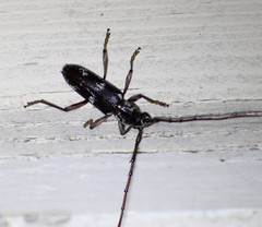 Elaphidion mimeticum
