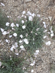 Convolvulus calvertii ruprechtii