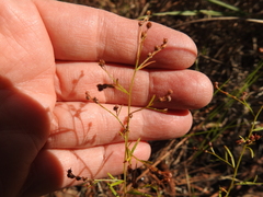 Lechea tenuifolia