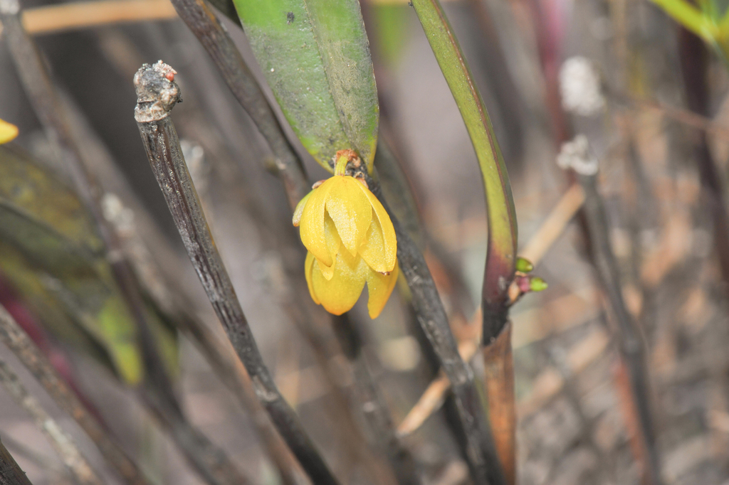 Octomeria connellii