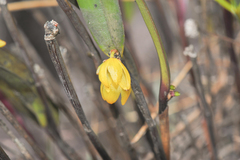 Octomeria connellii