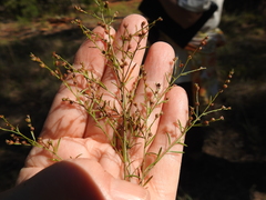 Lechea tenuifolia