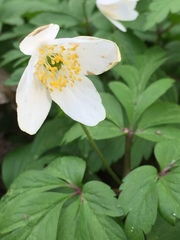 Anemonoides nemorosa